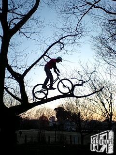 Ride on the Tree